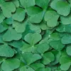 green shamrock