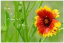 Color your life
