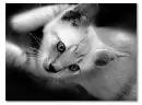 Cattie
