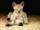 Cattie