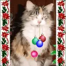 X-mas kitty