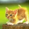 Kitty