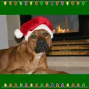 Doggy X-mas