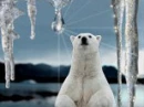 polar bear