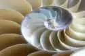 sea shell