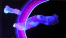 purple rainbows