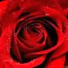 red rose