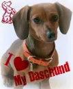 Daschund