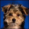 Tucker