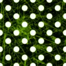 polkadot