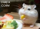 I Has A Corn