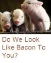 Not Bacon