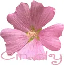Flower with Cindy