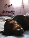 GooD M orNinG