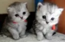 Twin kitties want to play