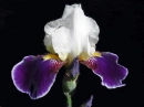 iris flower