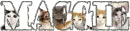 Maggie (cats)