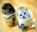 kitties <3