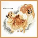 Pomeranians
