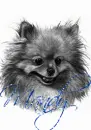 Pomeranian Head Shot- Mandy