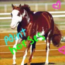 Paint horse love
