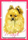 Pomeranian Head Shot (with sparkles)- Mandi