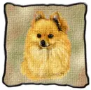Pomeranian Head Shot