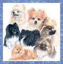 Pomeranians