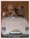 Puppies cruising by to say hi