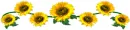 sun flower