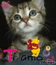 ti amo