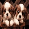 Cute Pups