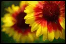 yellow daisy
