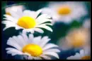 pretty daisy