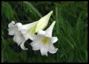 delicate
