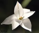 whtflwr