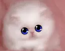 cute kitty!!