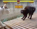 fight