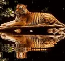 reflecting tiger