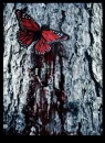 Bloody Butterfly