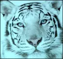 Cute Tiger