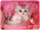 hello! from Gied