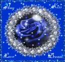 blue rose