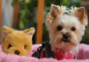 Yorkie Terrier