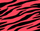 Flashing Zebraaa