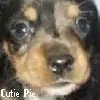 Cutie Pie