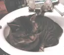 kitty in a sink