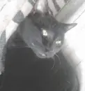 my fav black kitty