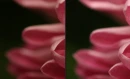 iso fucshia