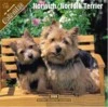 terriers